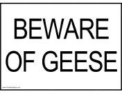 Beware of Geese